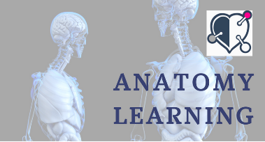 anatomy learning